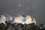 Corydoras Weitzmani